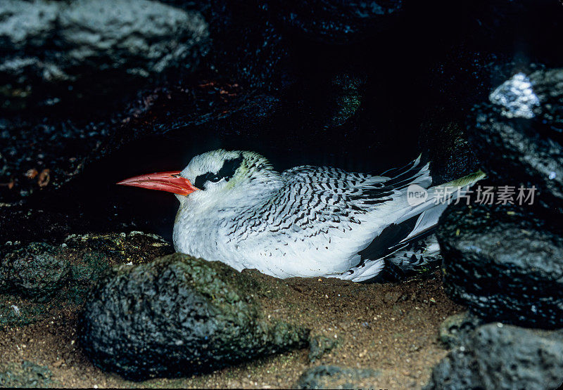 红嘴热带鸟(Phaethon aethereus)是热带鸟。厄瓜多尔。加拉帕戈斯群岛国家公园。南广场岛。